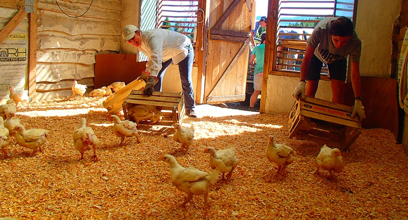 Two people tend to chickens inside a coop. 